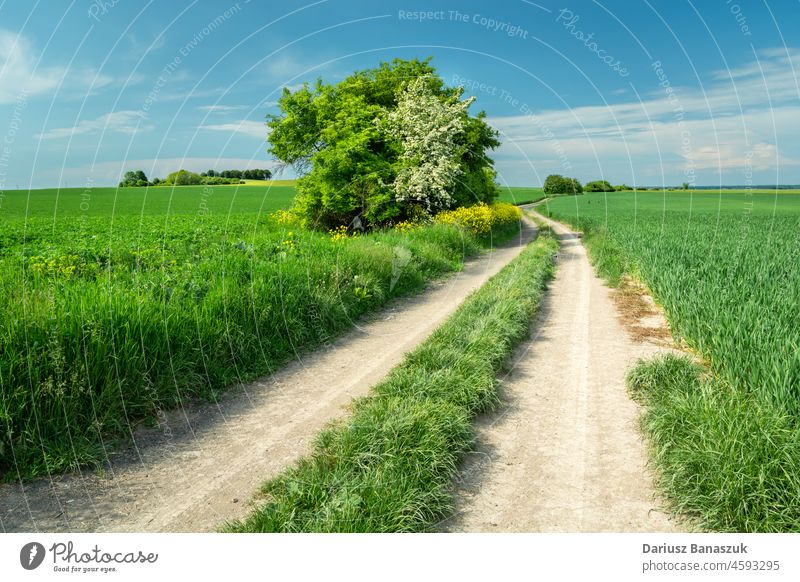 A dirt road and beautiful spring fields nature sky meadow landscape cloud green agriculture summer blue country grass outdoor rural sunny path countryside farm