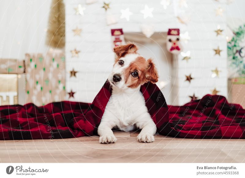 cute jack russell dog covered with red blanket sitting over christmas decoration at home or studio. Christmas time, december, white background with lights