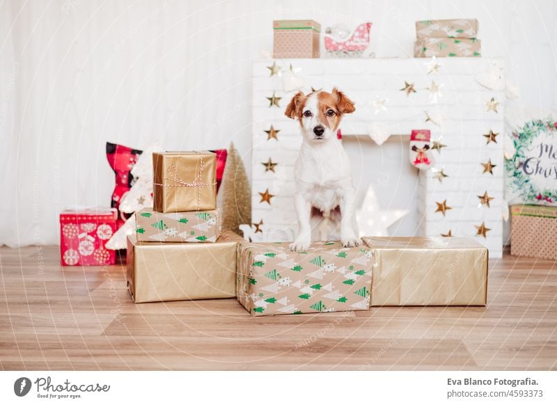 cute jack russell dog standing on presents boxes over christmas decoration at home or studio. Christmas time, pets indoors december cute small lights beautiful