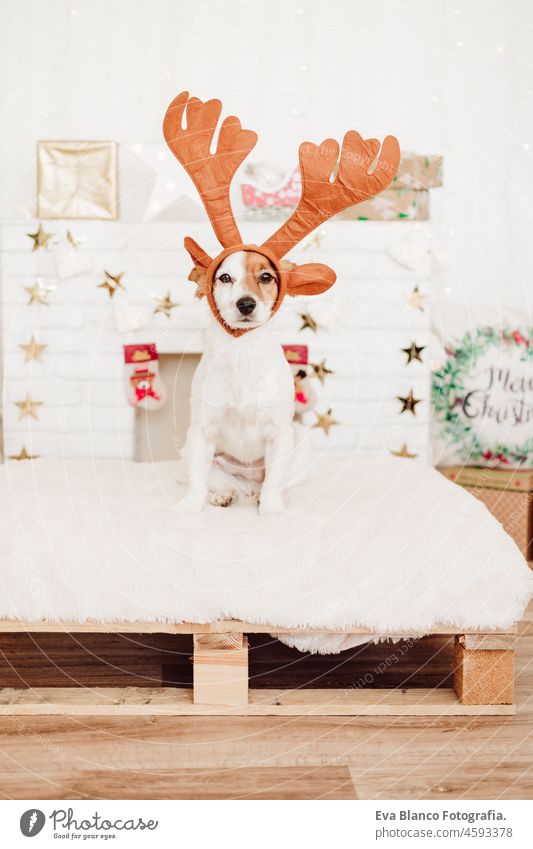 funny jack russell dog wearing reindeer horns costume at home over christmas decoration. Christmas concept, pets indoors december cute small lights beautiful
