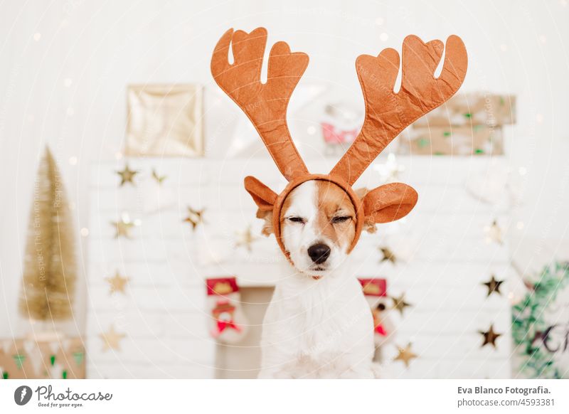 tired or sleeping jack russell dog wearing reindeer horns costume at home over christmas decoration. Christmas concept, pets indoors december cute small lights