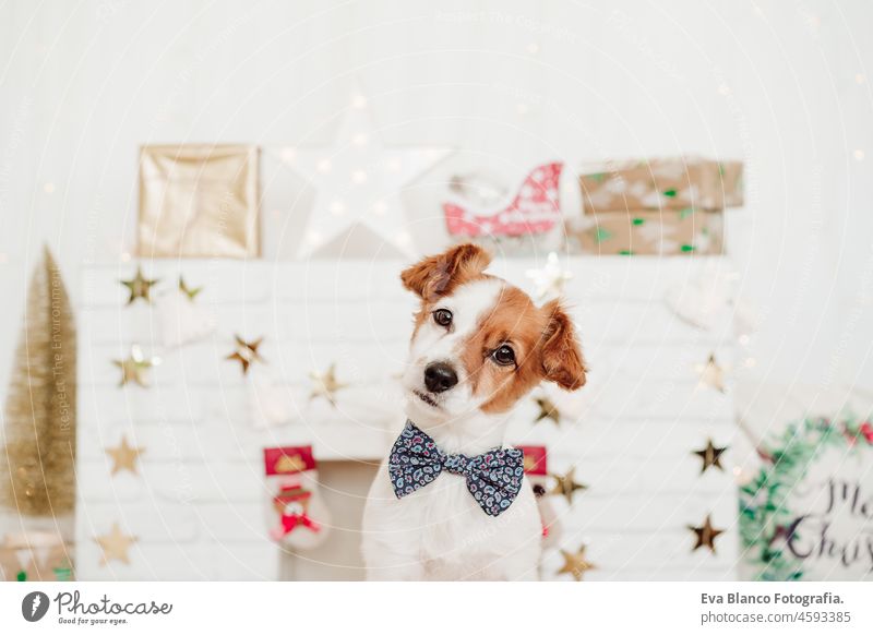 cute jack russell dog wearing bow tie over christmas decoration at home or studio. Christmas time, december, white background with lights cute small indoors