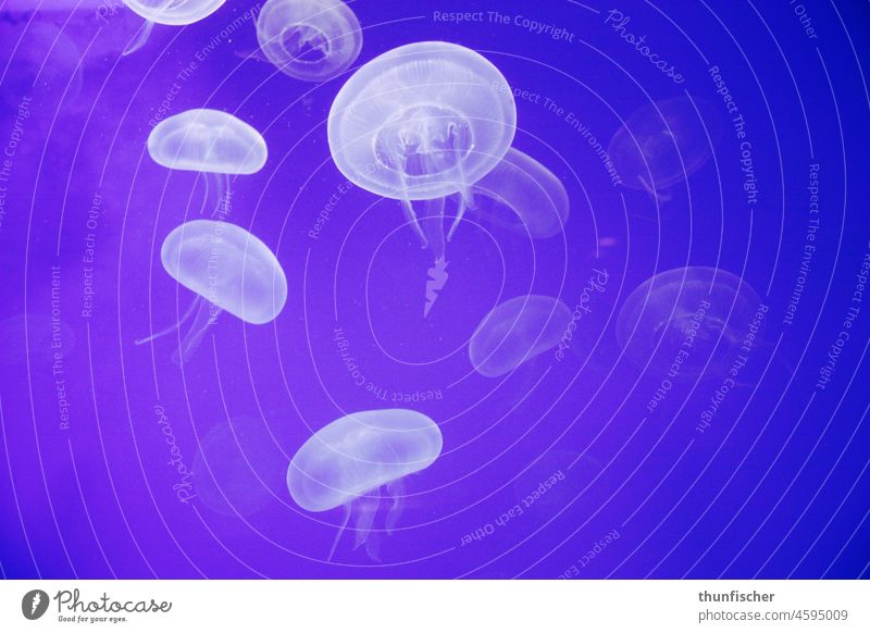 Purple jellyfish Yellyfish Jellyfish underwater Violet purple