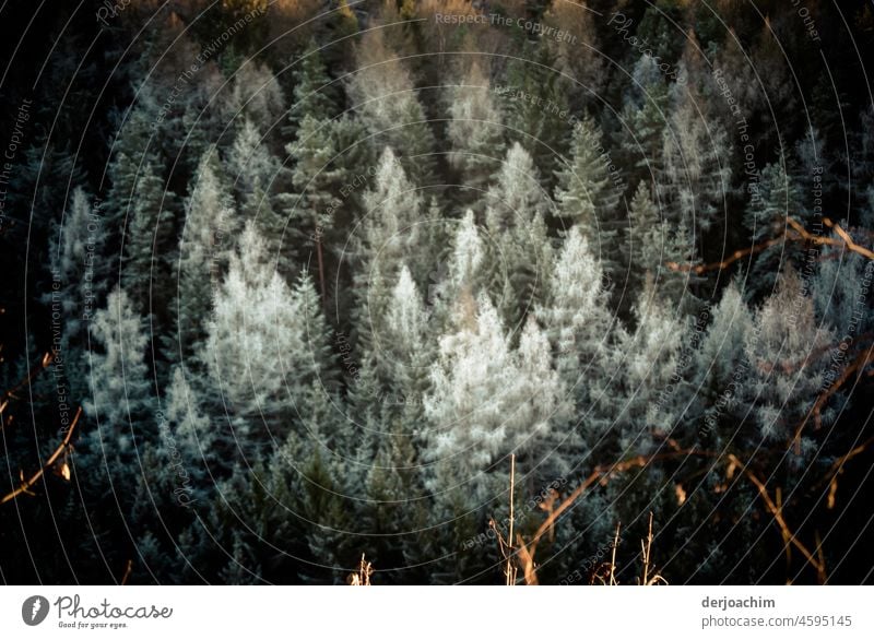 Winter forest. The fir tops are powdered as if white. In front the tree tops are illuminated by the sun. Fir branch Colour photo Nature Day Green Environment