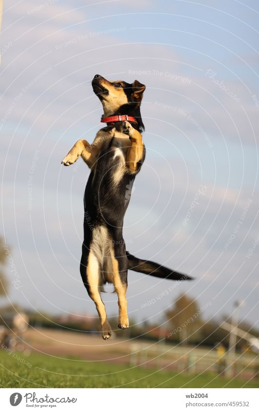 the jump Summer Dog 1 Animal Fitness Jump Athletic Joy Power Joie de vivre (Vitality) Ease Colour photo Day Animal portrait Full-length
