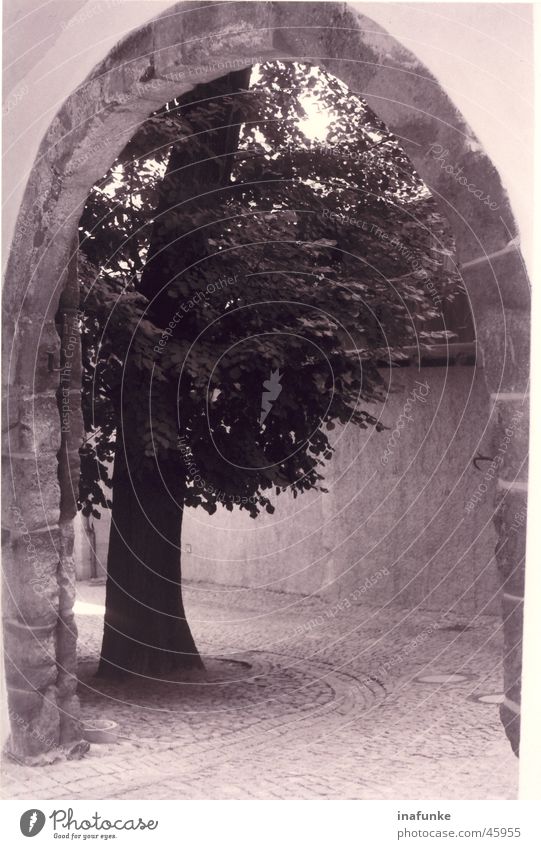 gate tree Tree Highway ramp (entrance) Gate Black & white photo Arch Paving stone
