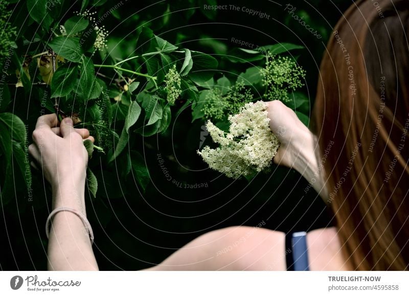 On a hot day in May, the delicate hands of a young, fair-skinned, red-blonde woman pluck fresh elderflowers from the elder bush to make healthy elderberry tea