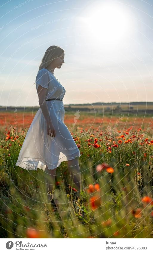 young woman enjoying evening sun in poppy field Woman Poppy sensual daintily Smiling Young woman Dress Poppy field Alluring Sunset pretty Meadow Stand