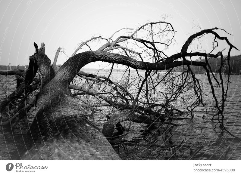 fallen tree landed in lake b/w bare tree Storm damage Lake Tree trunk Lakeside Nature Decompose Sky Shriveled natural cycle Environment melancholy Silhouette