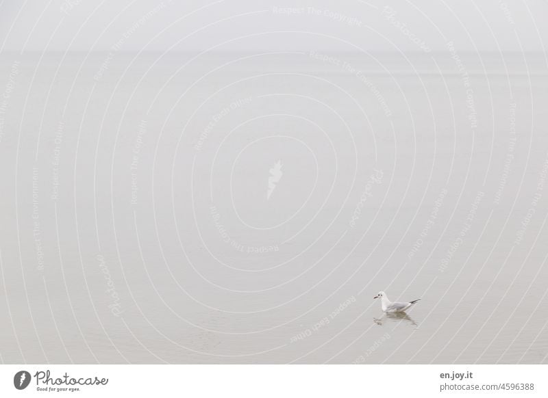 Seagull swimming in the Baltic Sea Ocean Horizon Bird Animal one Reflection in the water Gray on one's own Lonely Minimalistic High-key Copy Space top