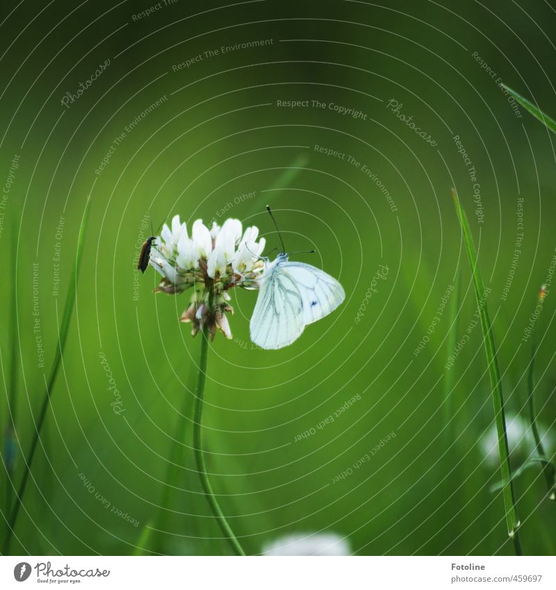 Butterfly kisses Klee... Environment Nature Plant Animal Summer Grass Garden Meadow Beetle Near Warmth Green White Clover Clover blossom Blade of grass