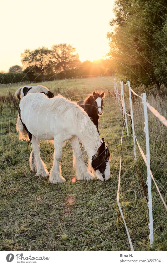 Father and son Summer Beautiful weather Meadow Pasture Animal Pet Horse 3 Pair of animals Animal family Observe To feed Idyll Calm graze Fence Foal Colour photo