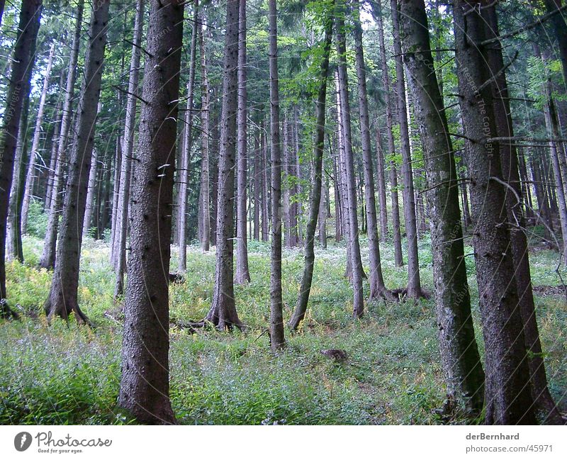 mountain forest Forest Tree Meadow Clearing Green Mountain Nature Landscape