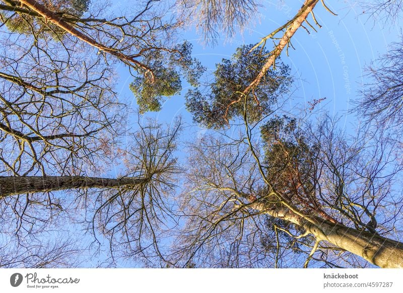 trees Forest Nature Landscape Treetop Worm's-eye view Sky