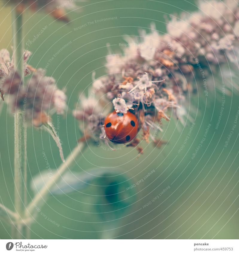 Pearl of nature Environment Nature Animal Plant Flower Grass Wild plant Beetle 1 Sign Esthetic Cute Soft Green Red Happy Idyll Uniqueness Ladybird 4 Smooth