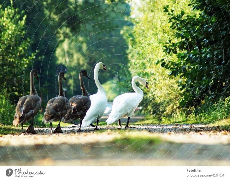 family trip Environment Nature Plant Animal Elements Earth Sand Summer Tree Bushes Park Forest Wild animal Swan Animal family Natural Colour photo Multicoloured