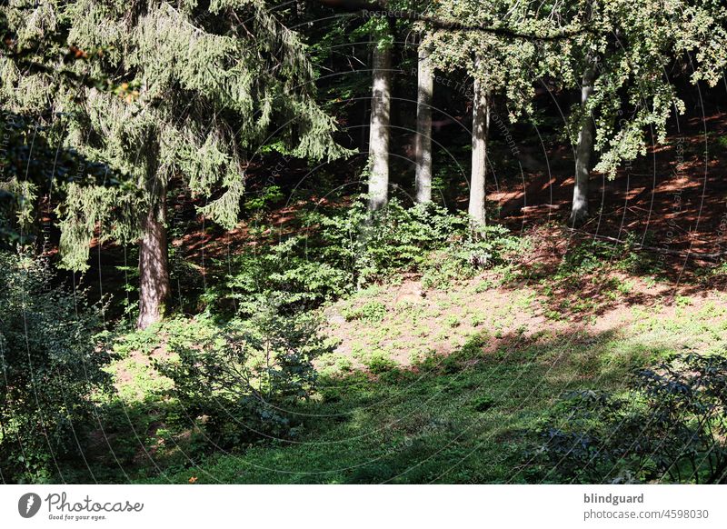 Who is lying there in the light in the clearing? Wolf Forest Freedom Animal Exterior shot Colour photo Wild animal Deserted Day Light Nature Mammal Environment