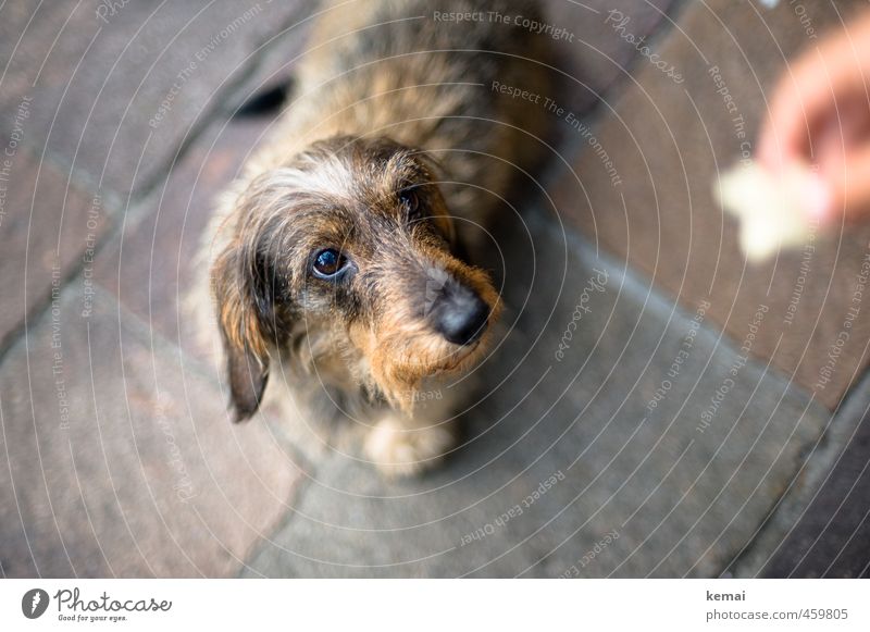 forage view Animal Pet Dog 1 Feeding Looking Cute Love of animals Watchfulness Patient Dachshund rough-haired dachshund Colour photo Subdued colour