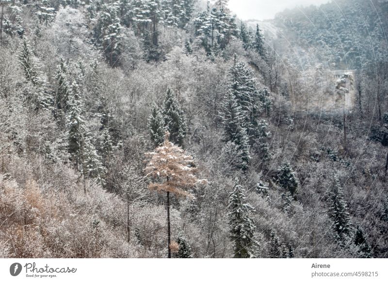 High in the dark valley - a each tree transformed - winter resting time Mountain forest Snow White Forest Winter Coniferous forest Steep firs snowy
