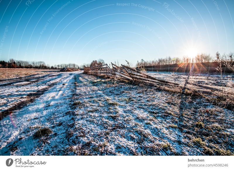 winter morning Back-light Sun Sunlight grasses Fence Dreamily pretty idyllically Home country acre Agriculture Idyll Exterior shot Weather silent trees Field