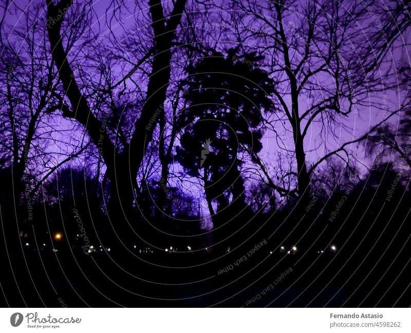 Terrifying purple sky with shadows from tree branches in Retiro Park in Madrid, Spain. Europe. Horizontal photography. abstract apocalypse apocalypse background