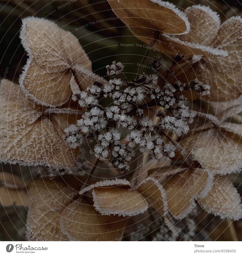 Hydrangea flower covered with hoarfrost Blossom Plant Flower Exterior shot Close-up Deserted Hydrangea blossom Colour photo Nature Garden Winter winter chill