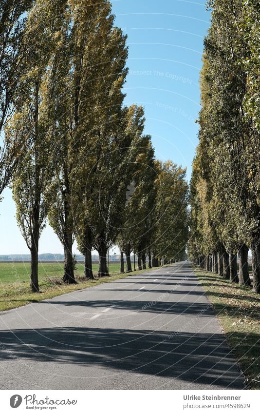 Alley road from Kalocsa in Hungary to the Danube Avenue All Street Street avenue Lanes & trails Tree Landscape Row of trees Line Nature Central perspective