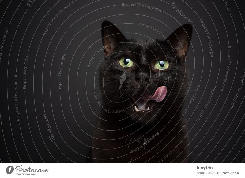 hungry black cat on black background licking lips portrait domestic cat shorthair cat mixed breed cat pets cute adorable feline fluffy fur studio shot