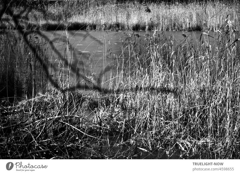 A small pond in the park, water, shore, dry reed grass in winter shines in the sun, in the foreground a branch, b/w small lake Pond bank Dry Wintertime Sun