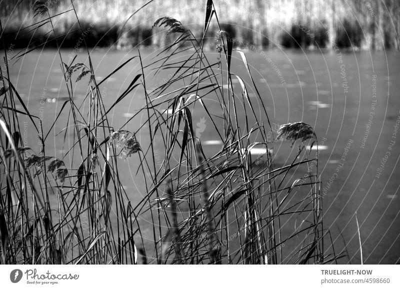Winter still the day / Reed grass holds its breath / On the water ice Pond pond Lake Nature reed reed grass Water Lakeside Landscape Plant bank Ice tranquillity