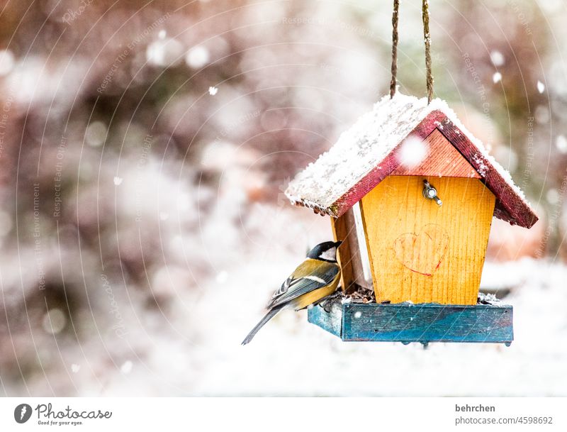 snowflakes dance. the titmouse in the little heart. a winter fairy tale. Tit mouse Exterior shot Winter Seasons Bird Animal pretty Feeding To feed Cute