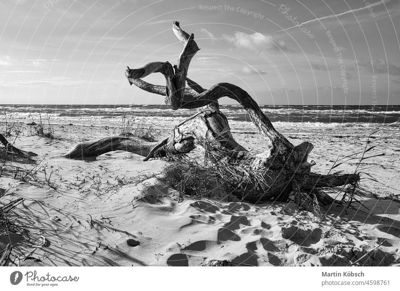 Tree root lying on the Baltic Sea coast on the beach in front of the sea in black and white. Branch tree baltic darss recreation ocean paradise plant sun summer