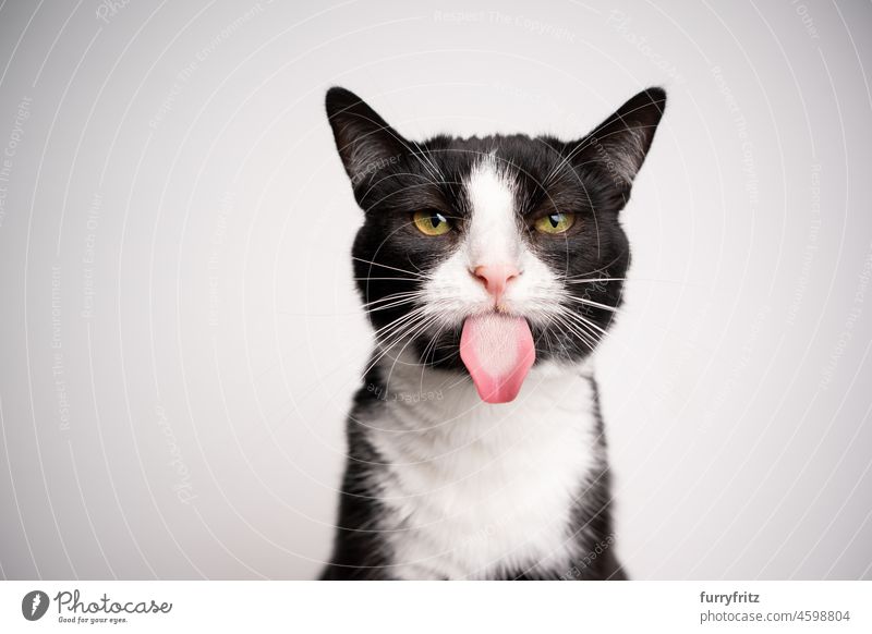 naughty black and white cat sticking out tongue on white background with copy space pets domestic cat feline fur one animal indoors shorthair cat