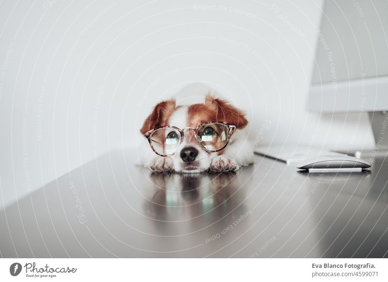 beautiful jack russell dog wearing eye wear working at home office on computer. Technology and pets indoors laptop technology goggles intelligent intellectual