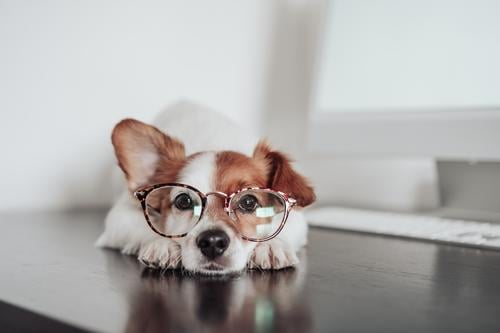 cute jack russell dog wearing eye wear working at home office on computer. Technology and pets indoors laptop technology goggles intelligent intellectual device