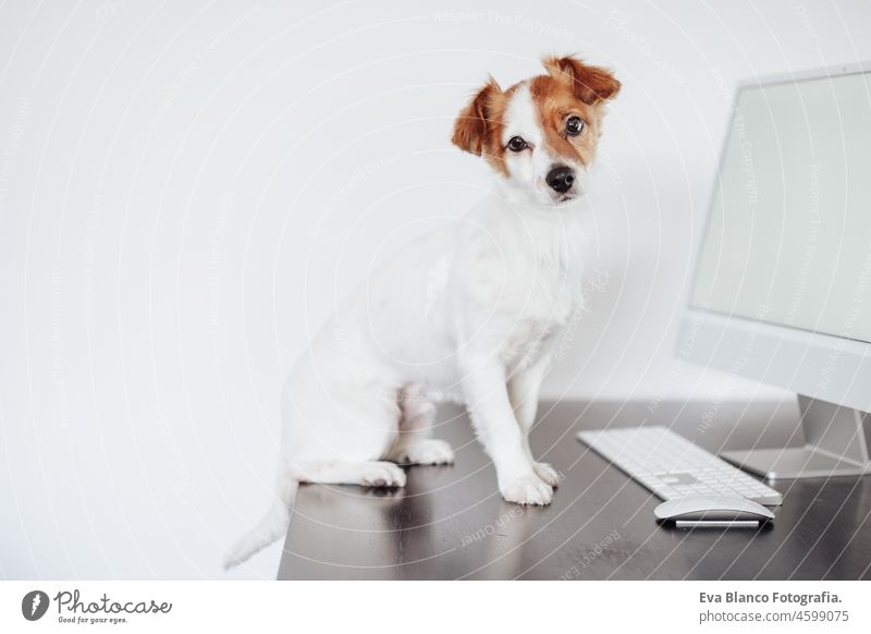 cute small jack russell dog working on computer at home office. Pets indoors and technology laptop goggles intelligent intellectual device eye wear keypad