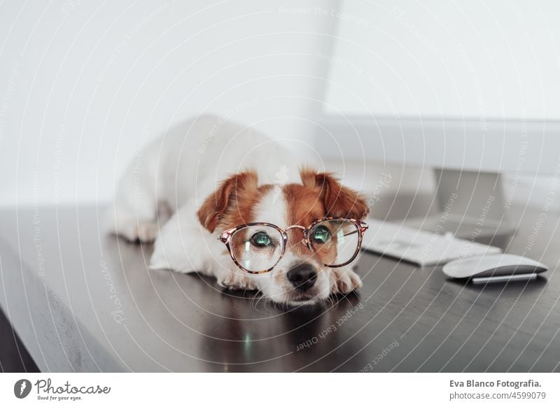 intelligent jack russell dog wearing eye wear working on laptop at home office. Pets indoors and technology goggles intellectual device keypad screen monitor