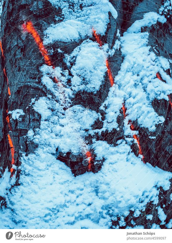 red marker on tree in winter for tree felling Forest clearing Tree Winter Snow Red Tree trunk Nature Exterior shot Cold Colour photo Environment