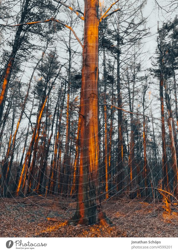 warm evening light in the forest on high bare trees in winter Warm light Evening sun evening mood evening stroll Forest Tree Tall wide Winter Sunlight
