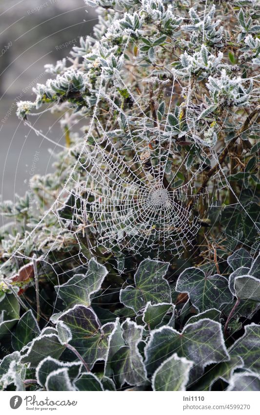 always well connected Nature Winter torpor Frost being out Ivy Spider's web spider's web Elastic cross-linked Hoar frost ice crystals Bushes