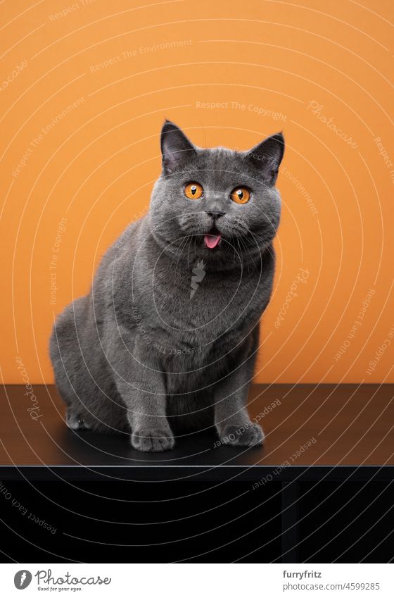 exhausted british shorthair cat sitting with mouth open panting one animal studio shot indoors purebred cat pets blue gray fluffy feline fur orange eyes