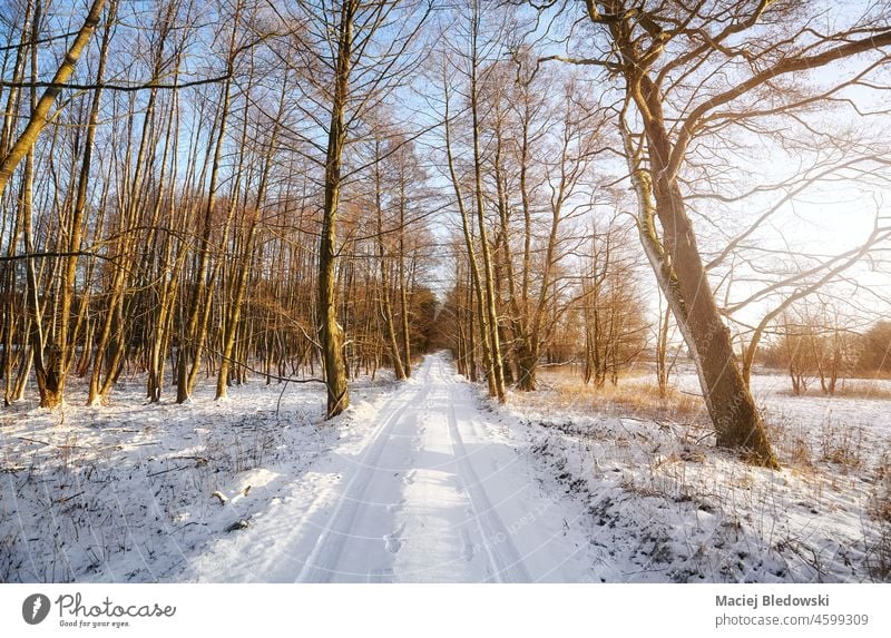 Beautiful winter landscape with country road. snow travel beautiful tree sun nature forest peaceful white cold season outdoors scene weather view scenic day
