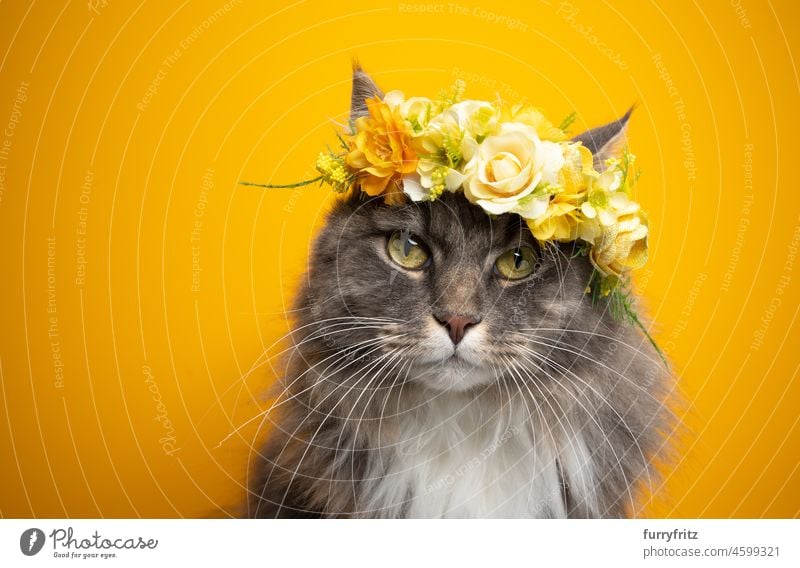 cute cat wearing flower crown with yellow blossoms on yellow background pets portrait bloom one animal studio shot beautiful adorable accessory blue gray