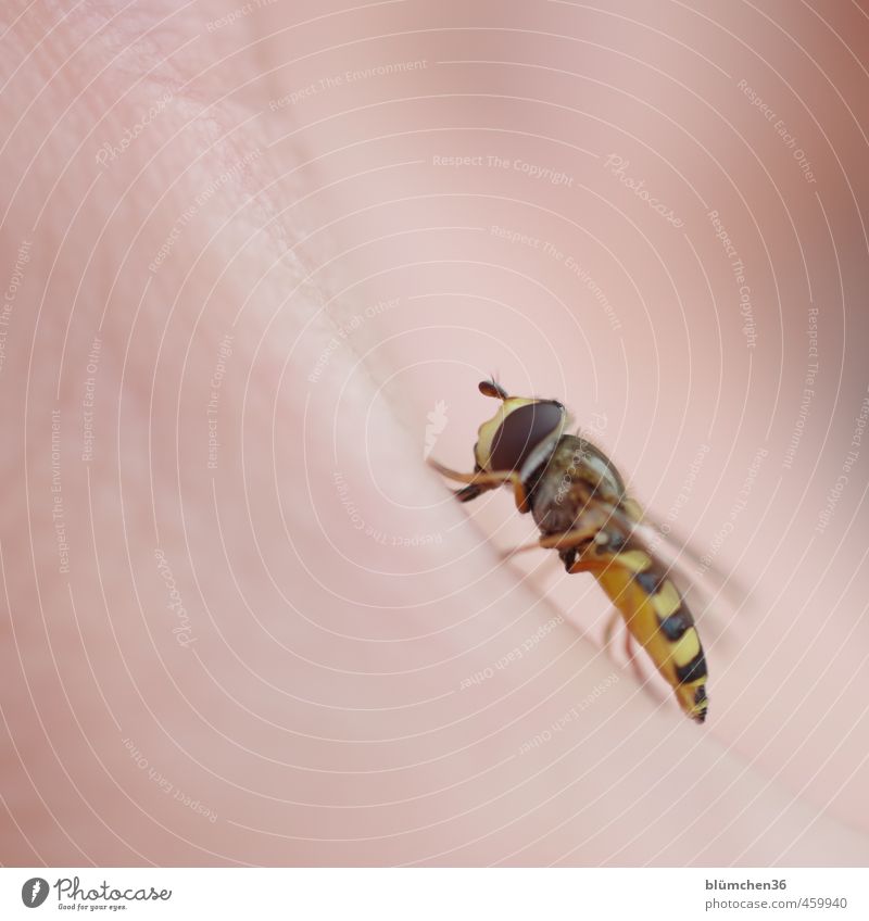 foraging Animal Hover fly Insect Fly Dipterous 1 Touch Flying Sit Esthetic Elegant Small Beautiful Brown Yellow Sprinkle Lick Palm of the hand Hazard-free