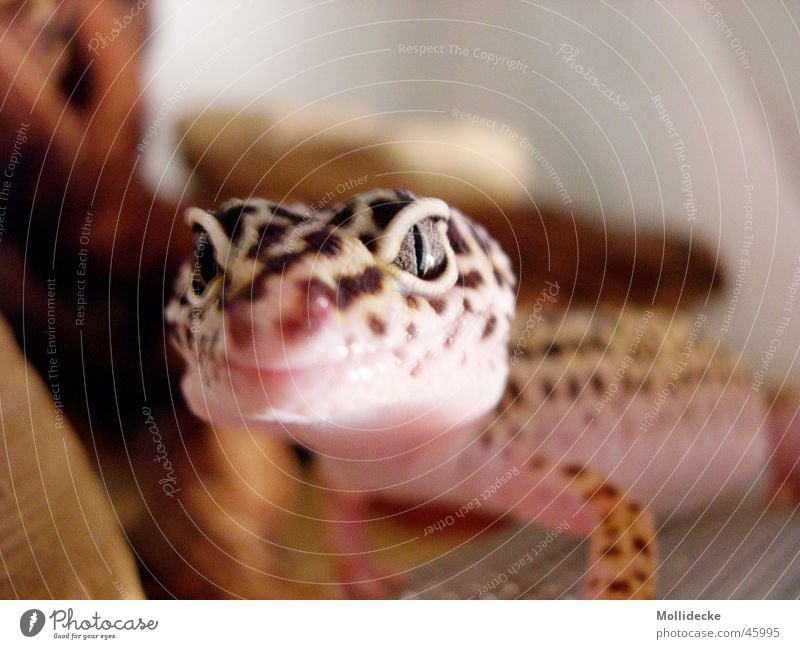 Leopard gecko Panther Gecko Saurians Beige Brown Reptiles Lizards Point Eyes Muzzle
