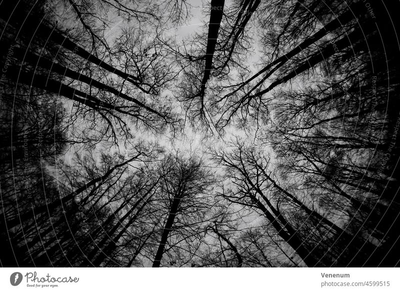 Tree tops without leaves in winter in forest, black/white forests trees Woodground Ground facilities Weed Ground cover Trunk tree trunks Nature Landscape