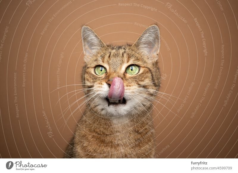 hungry kitty licking lips portrait on fawn background cat domestic cat pets feline fur one animal studio shot mixed breed cat shorthair cat tabby green eyes