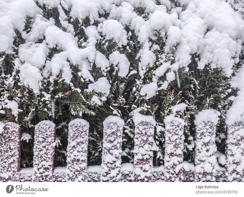 Snow covered bush and fence Snow layer Winter Cold White Winter's day Winter mood Snowscape Weather Landscape Nature Frost Deserted winter landscape Idyll