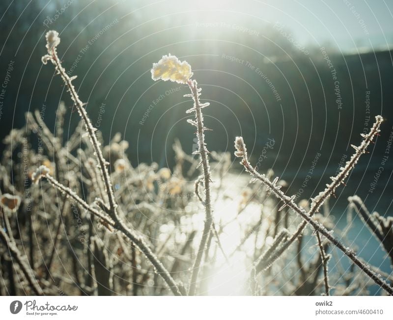 Frozen tips Plant Hedge Bushes twigs thorns Winter Dismissive Cold Hoar frost iced ice crystals Ice sheet Detail Copy Space top Copy Space right Sunlight