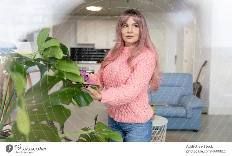 Woman spraying leaves in apartment woman plant leaf care housework flora room water floral pensive female light feminine sweater appearance home attractive